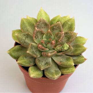 graptoveria melody