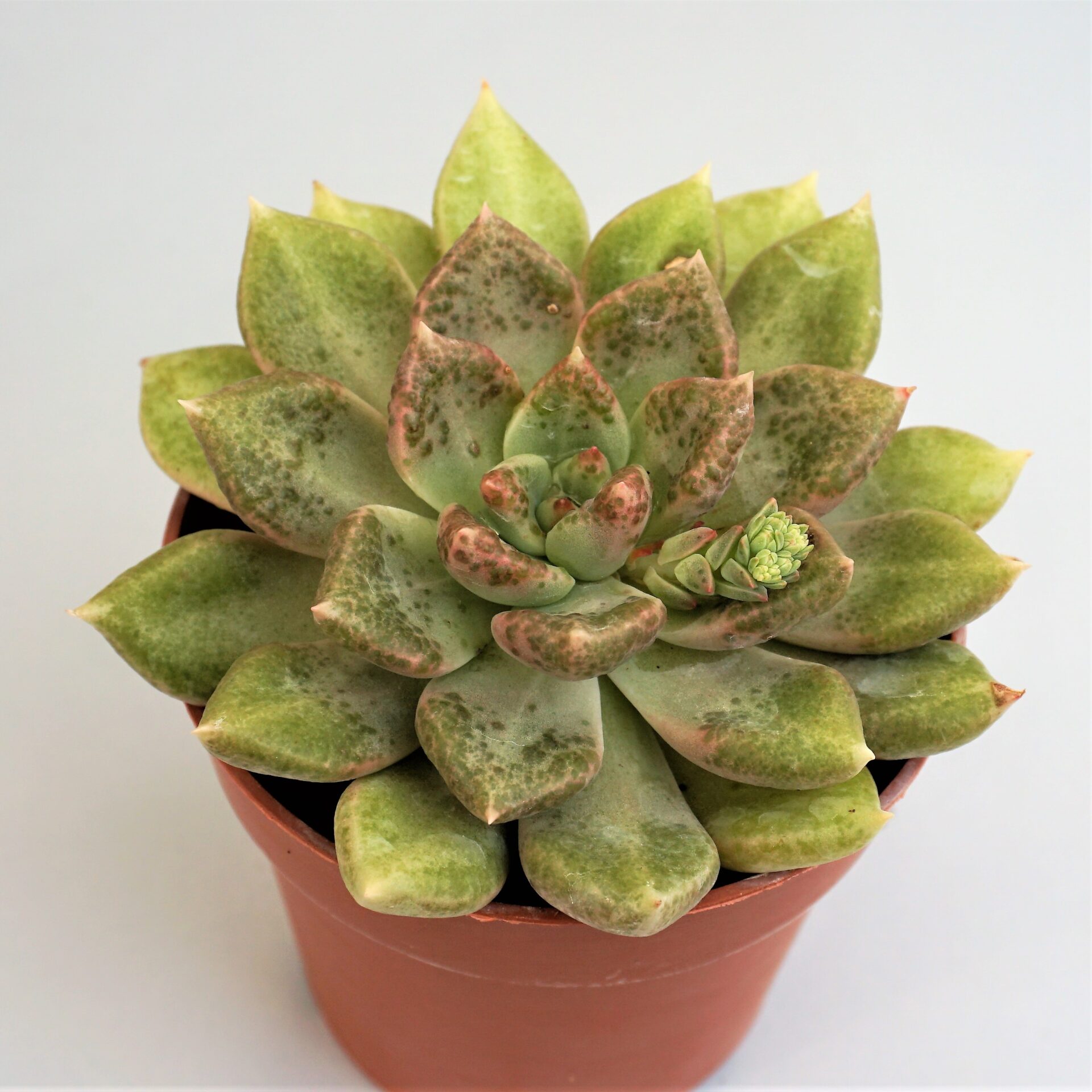 graptoveria melody