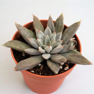 graptoveria arpon