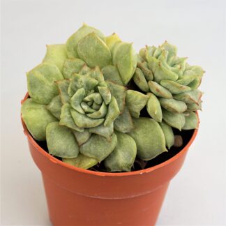 echeveria california queen