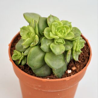 echeveria rolly