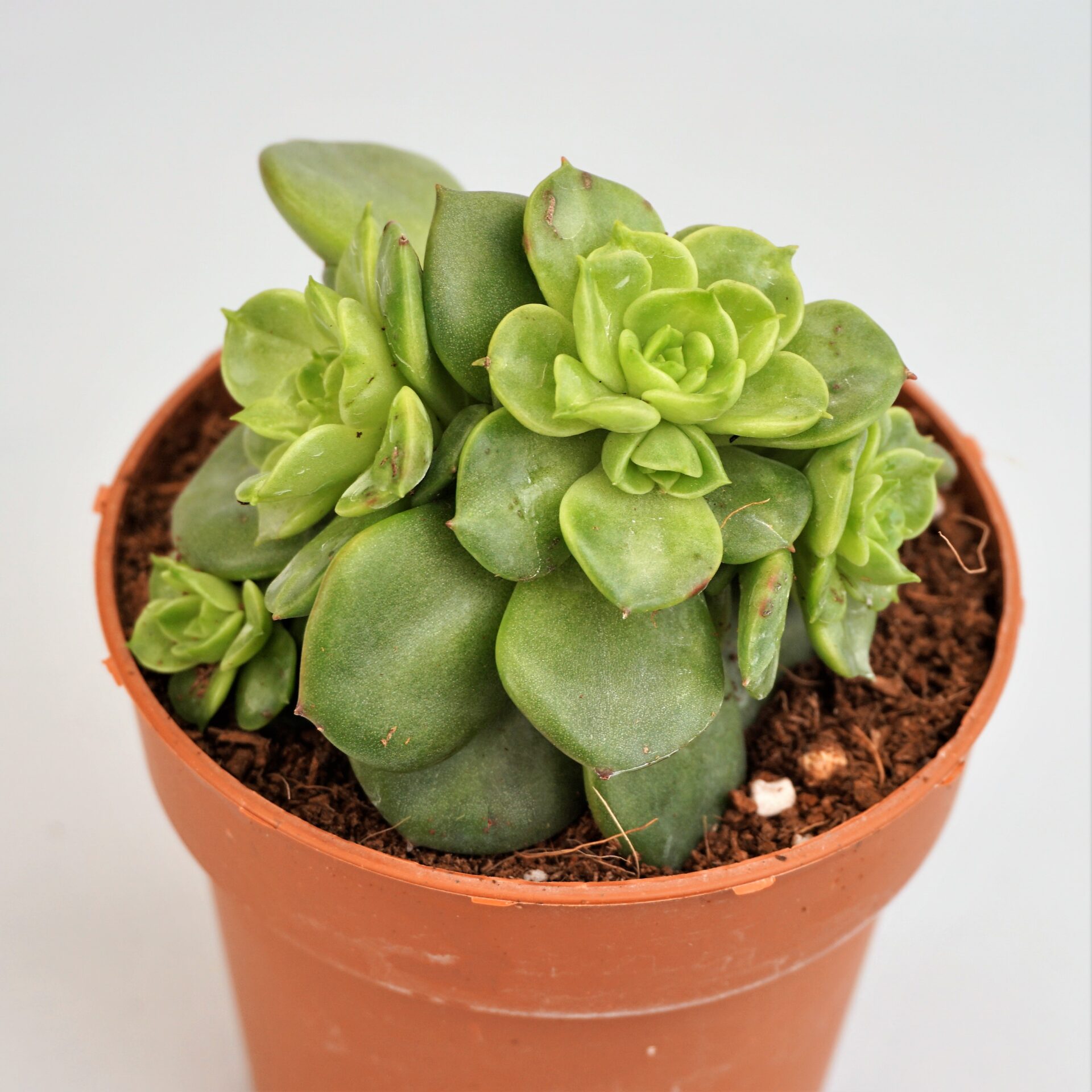 echeveria rolly