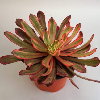 aeonium purple cloud