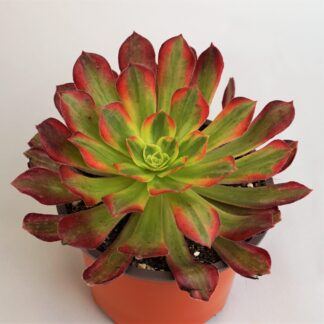 aeonium anna