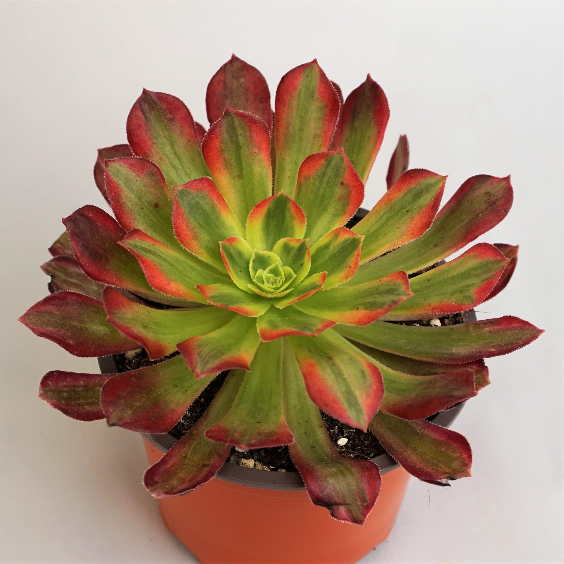 aeonium anna