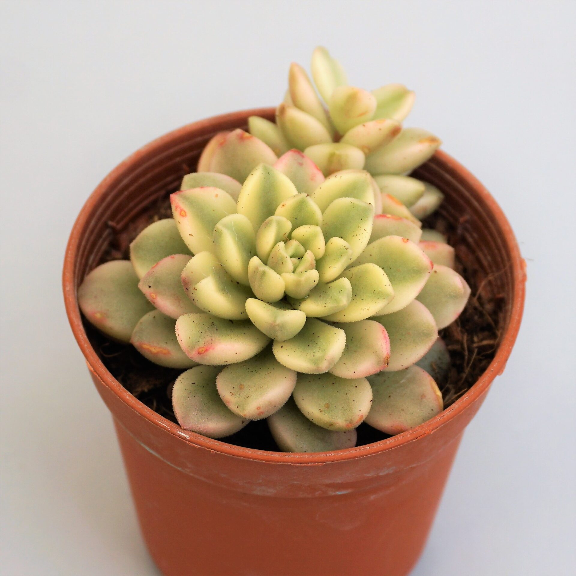 sedum joyce tulloch variegata