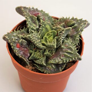 faucaria monstruosa
