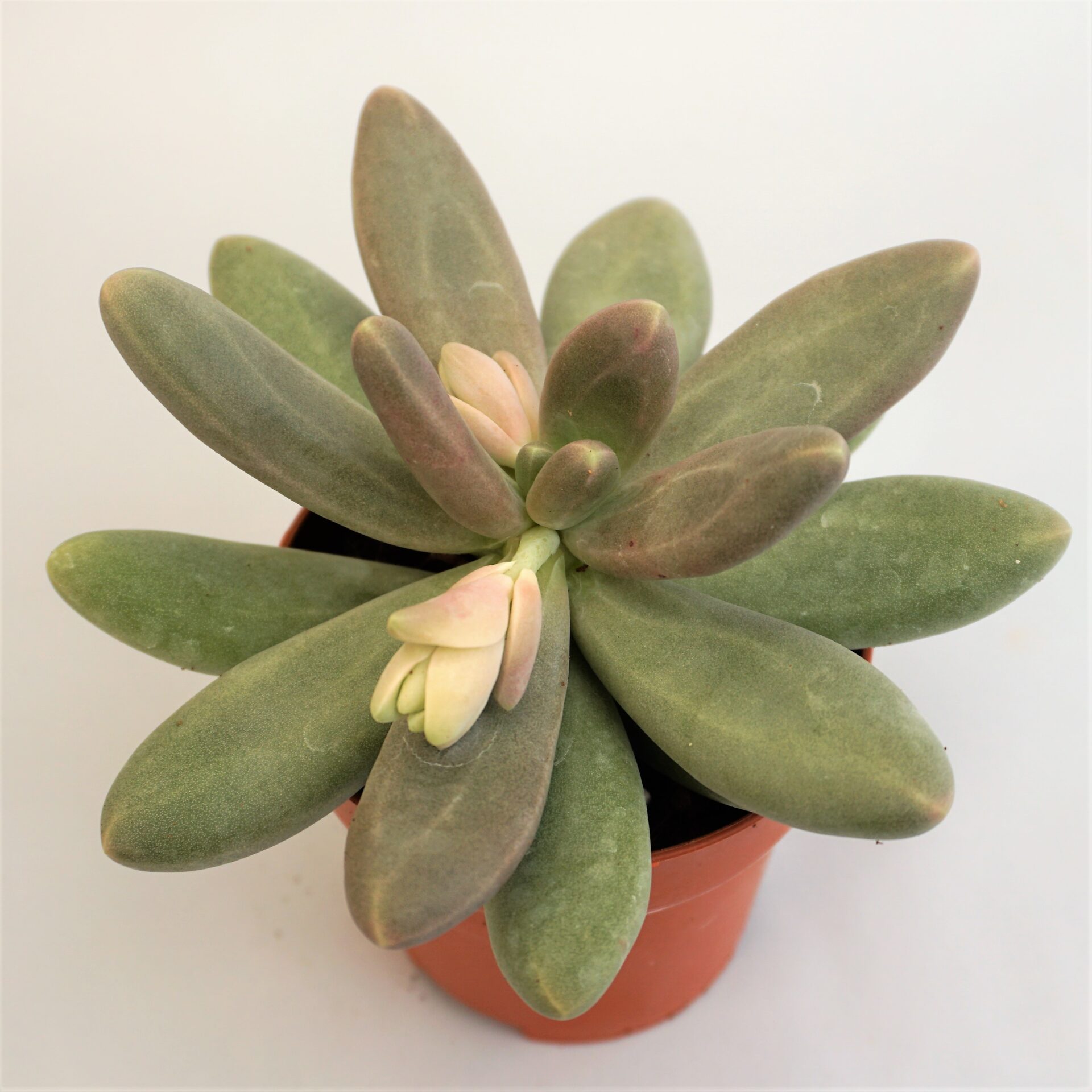 pachyphytum captain jessop