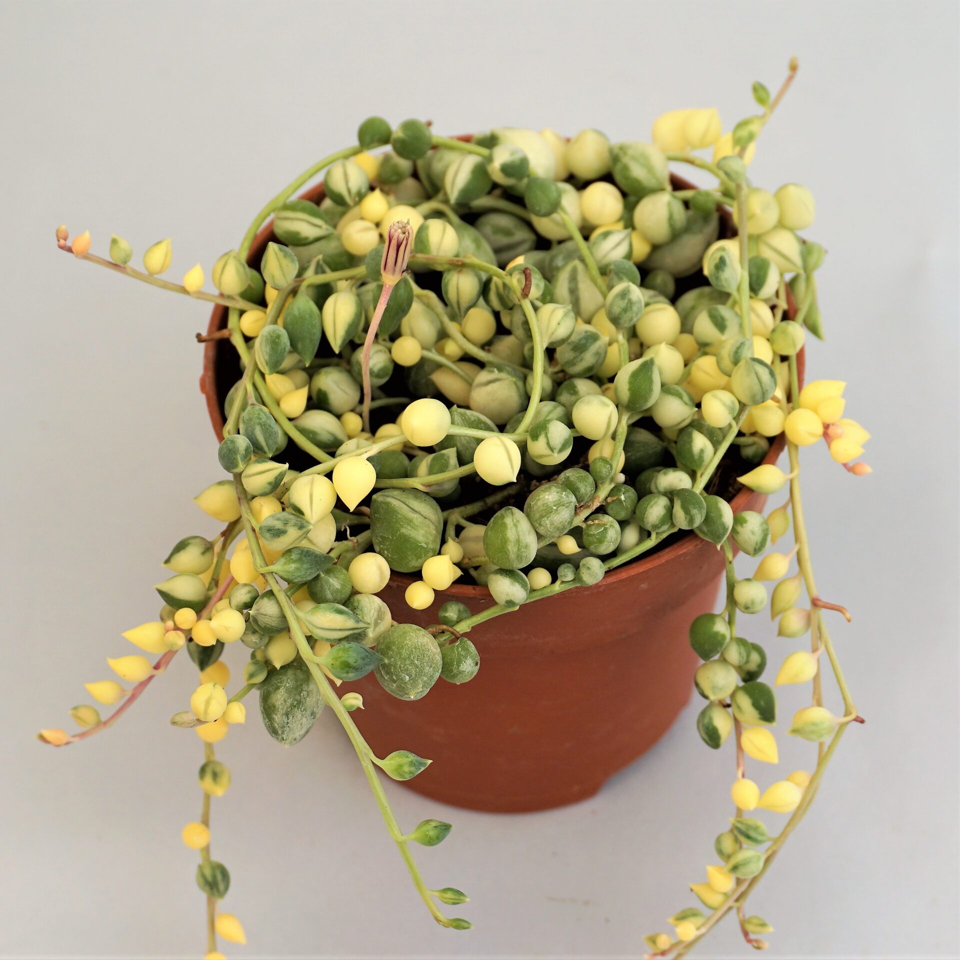 senecio rowleyanus variegata