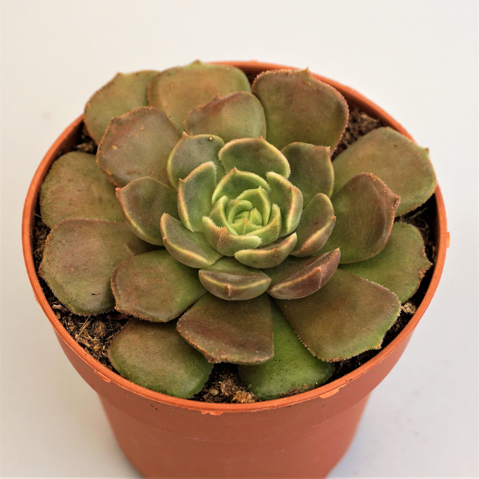 echeveria brown rose