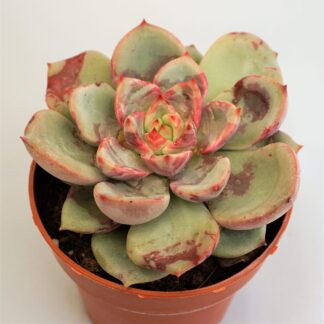 echeveria salmon