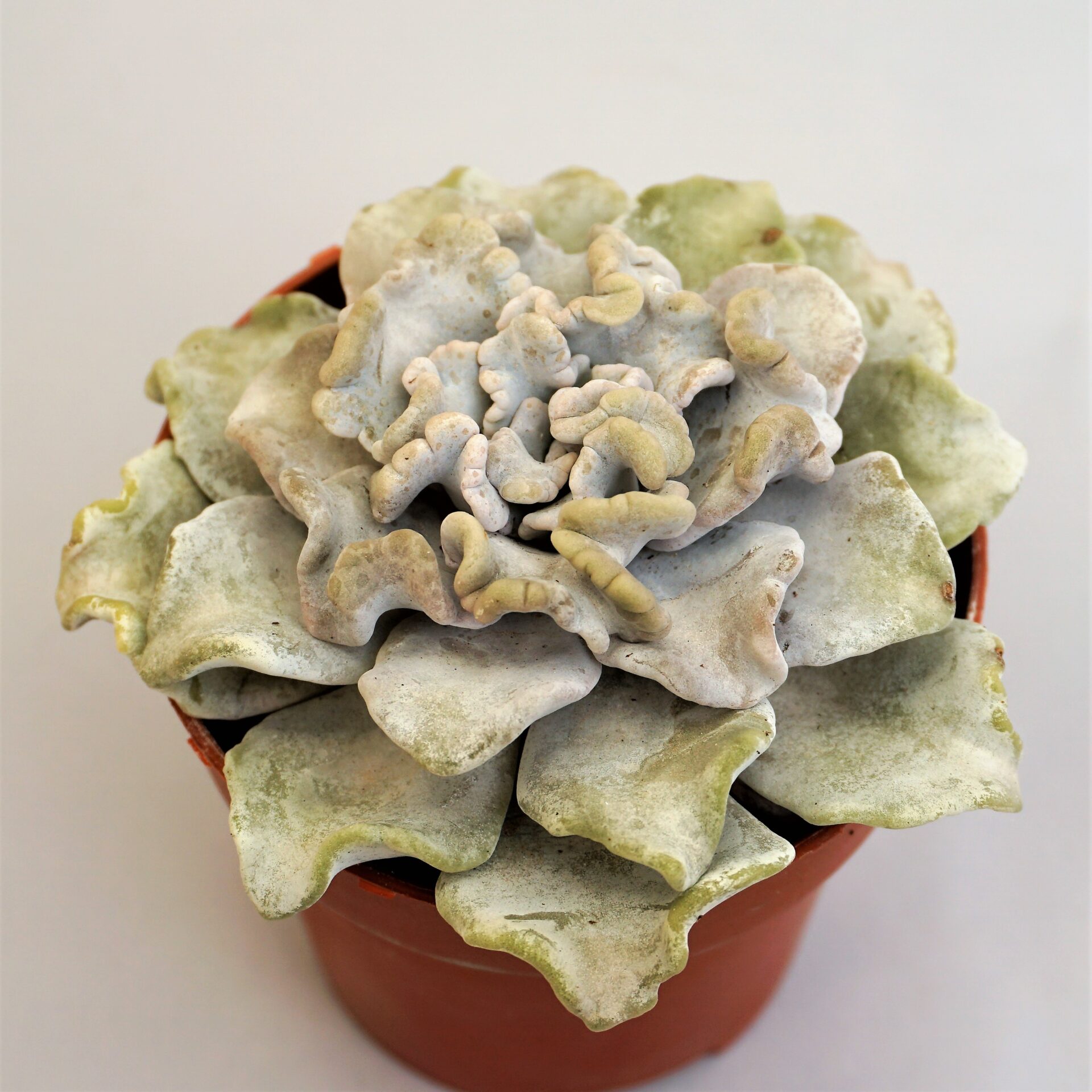 echeveria crispate beauty