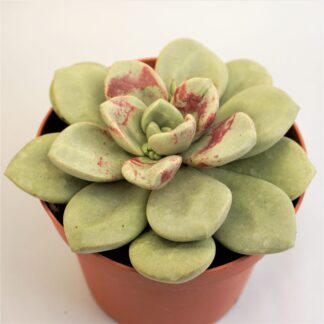 graptoveria cumbre vieja