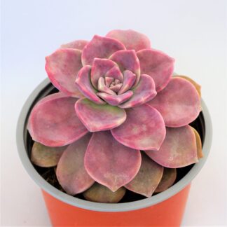 graptopetalum purple delight