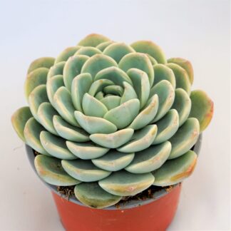 echeveria laui x monroe