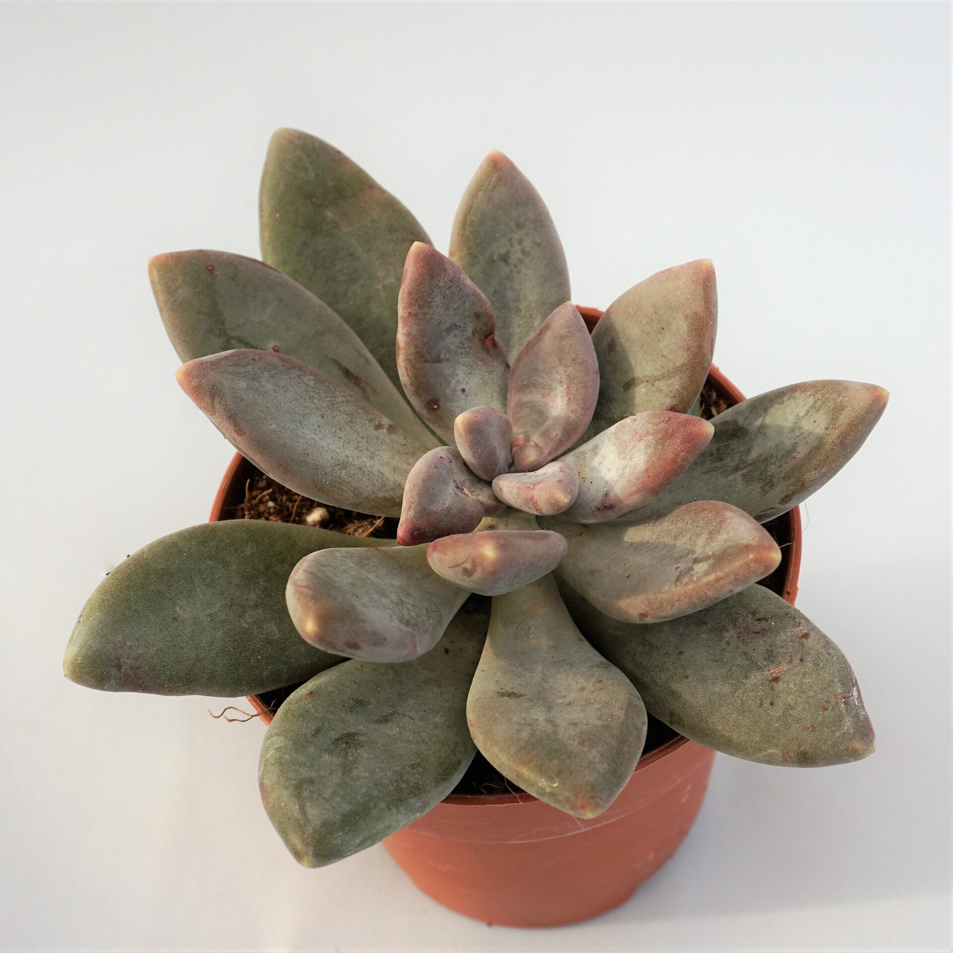 graptophytum supreme