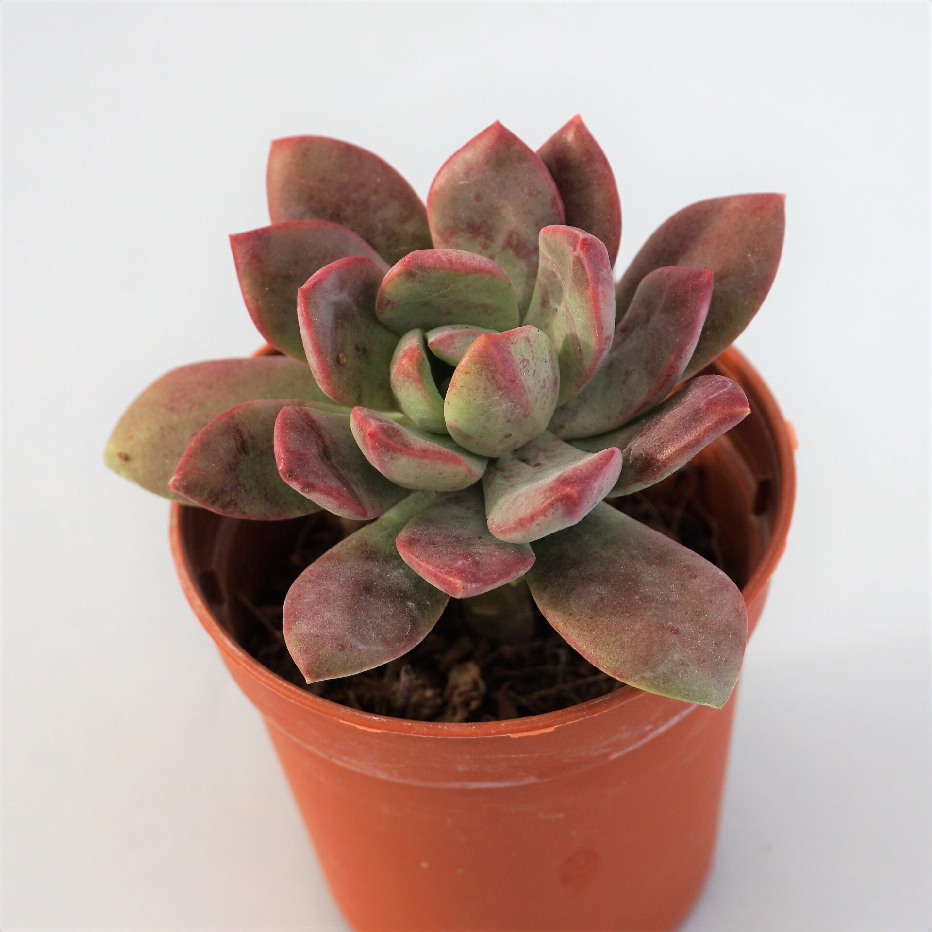 echeveria minibelle