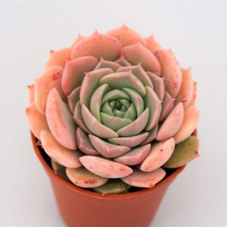 echeveria amazing grace