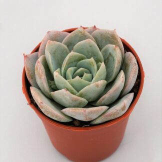 echeveria blue lotus