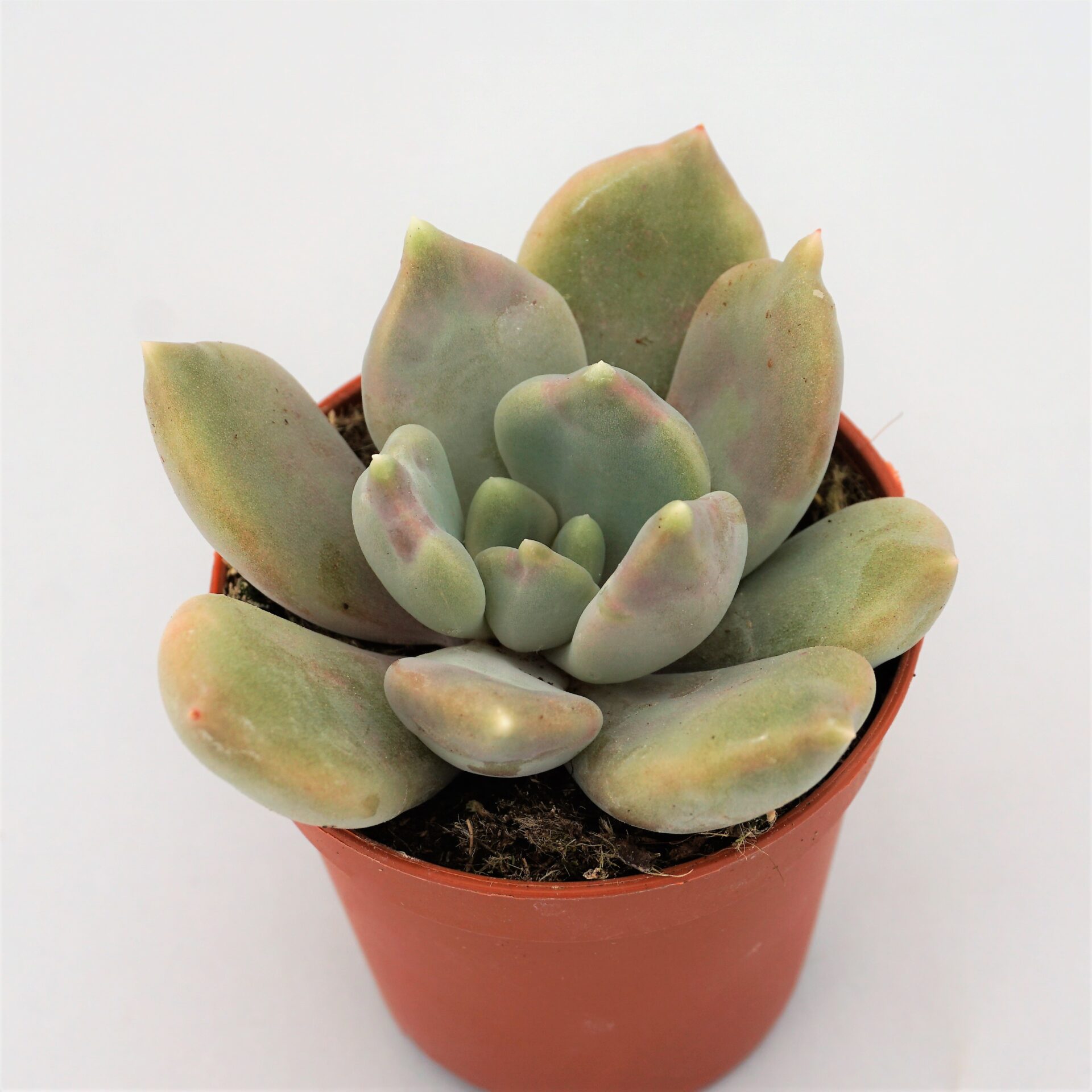 pachyveria draco