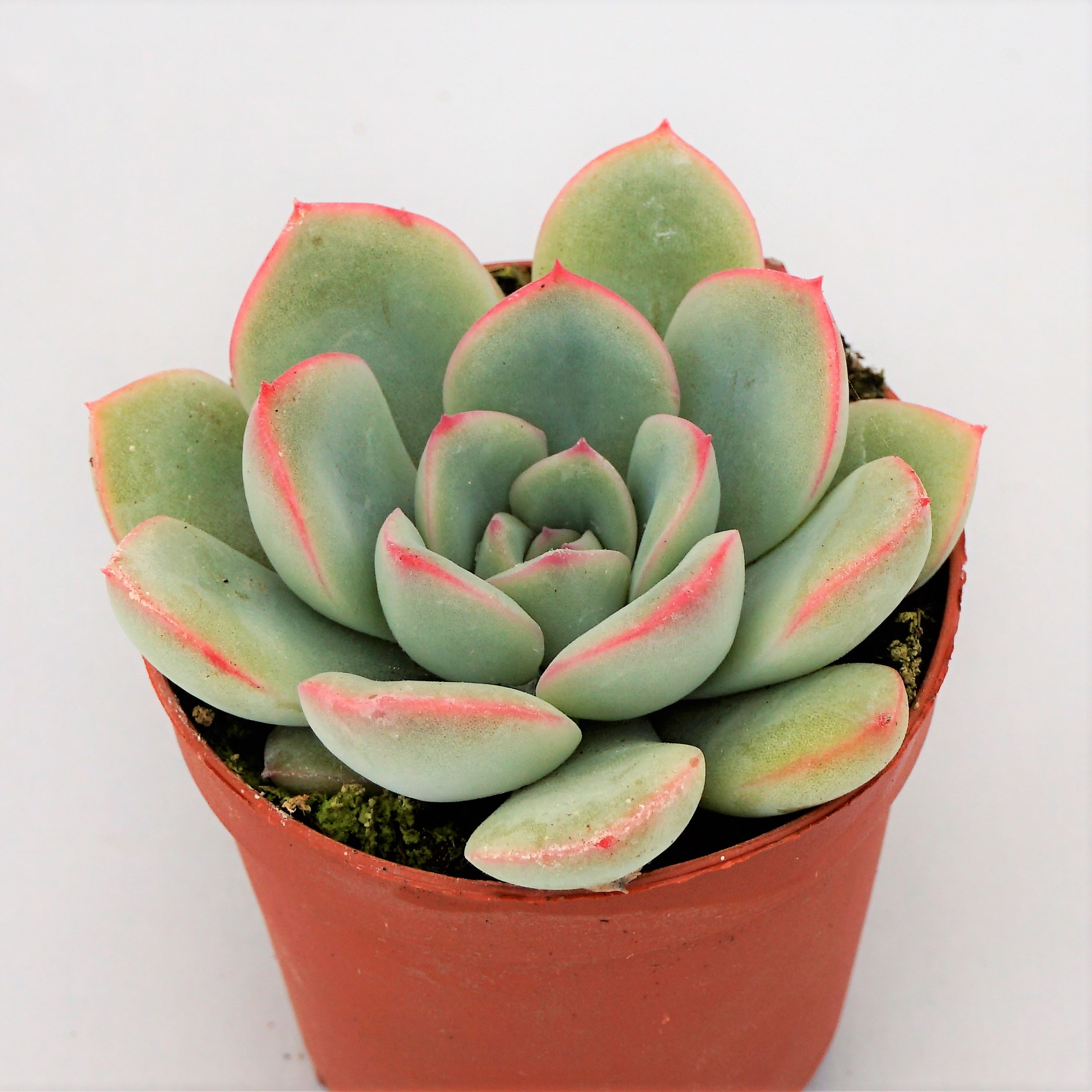 echeveria minuet