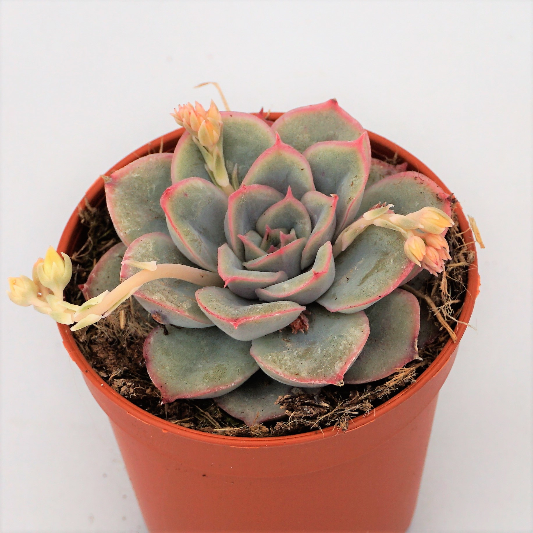 echeveria hercules