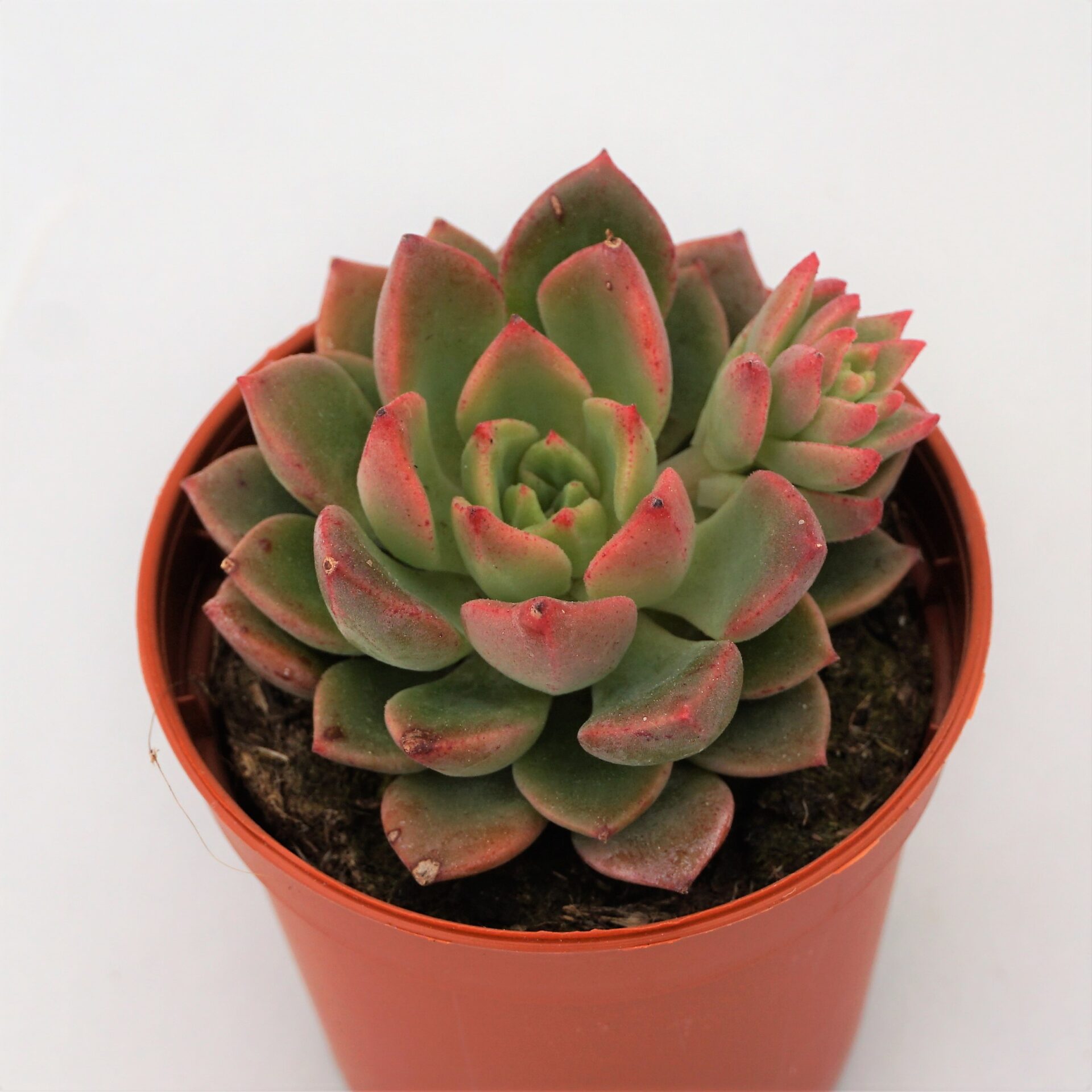 echeveria frida kahlo