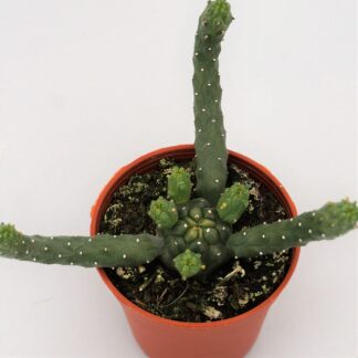euphorbia flanaganii