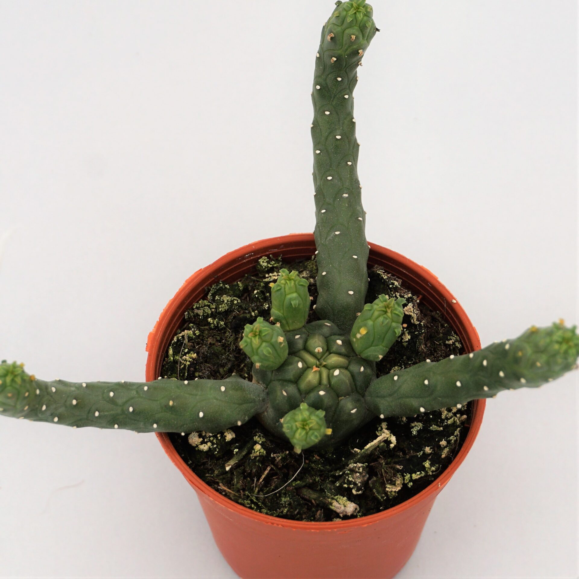 euphorbia flanaganii