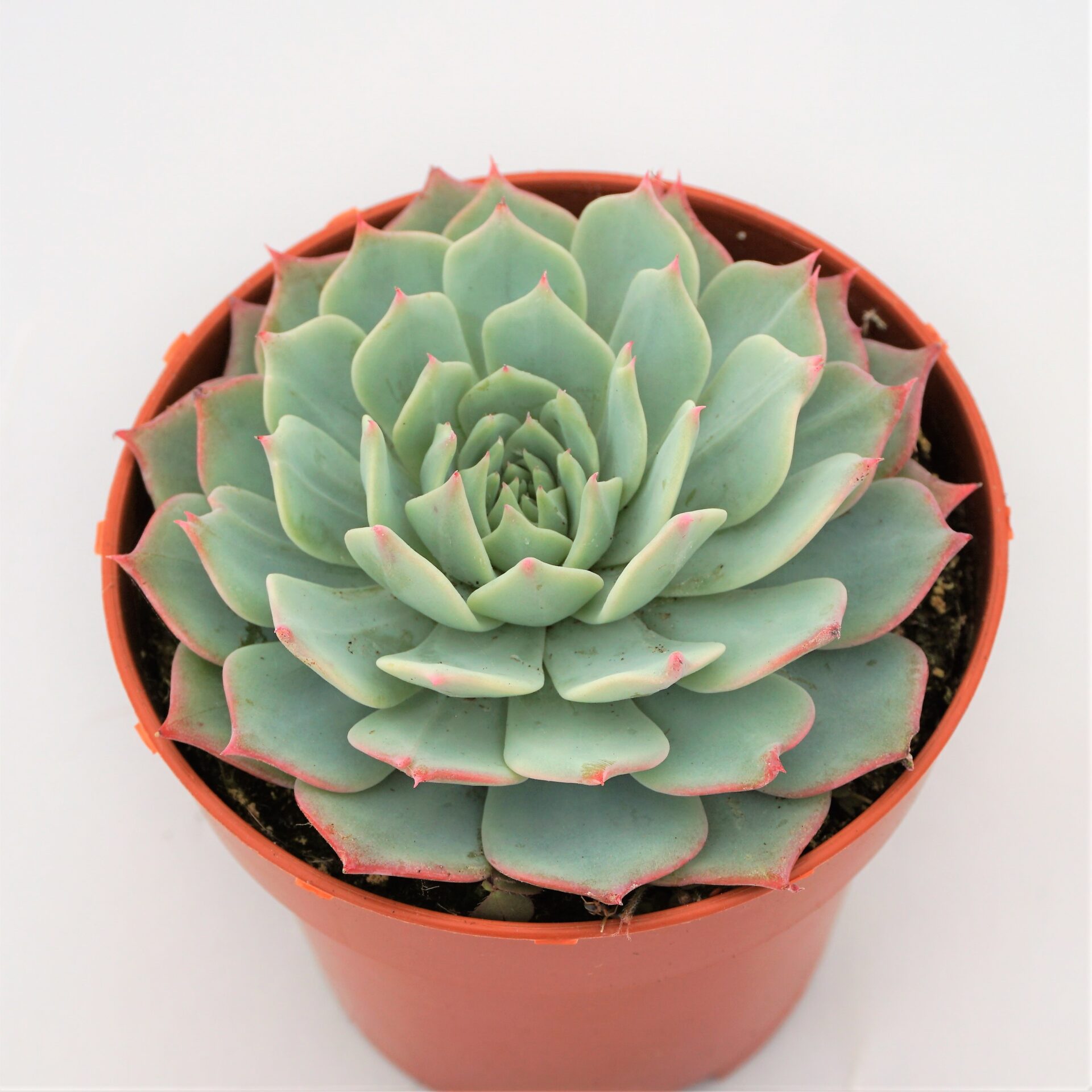echeveria kirov