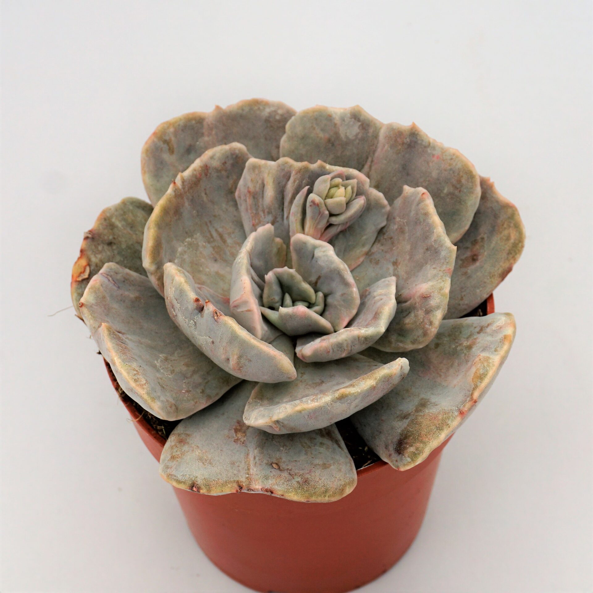 echeveria marble