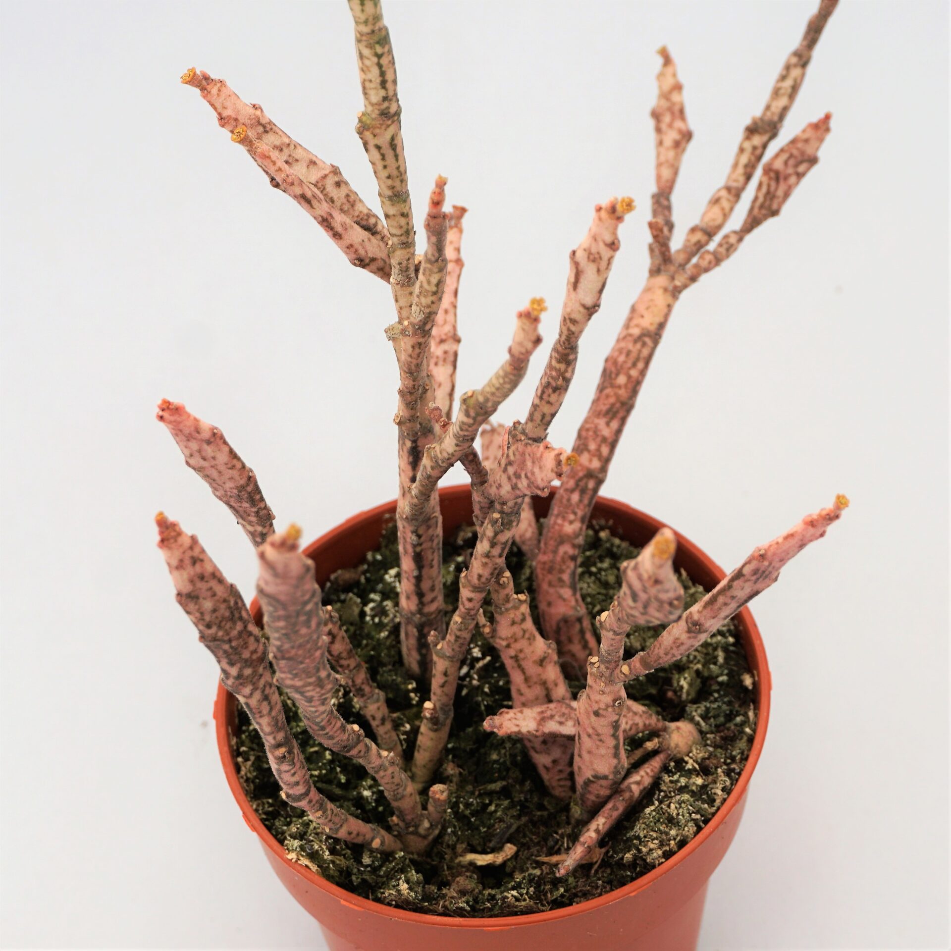 euphorbia platyclada