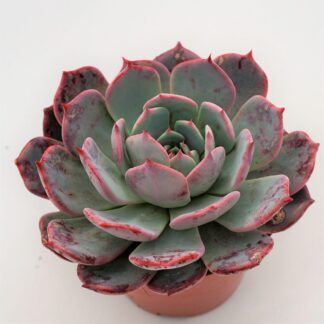 echeveria secunda azulita