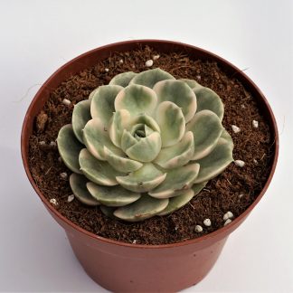 echeveria onslow variegata