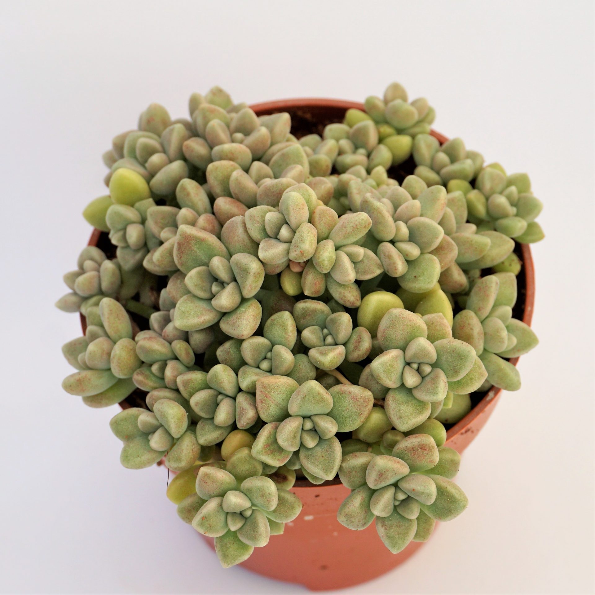 graptopetalum mendozae
