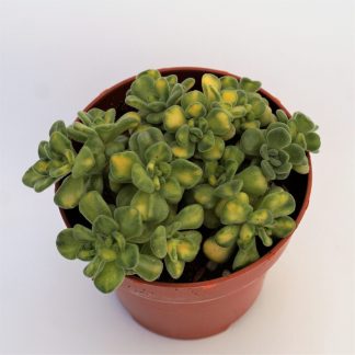 aeonium lindleyi variegata