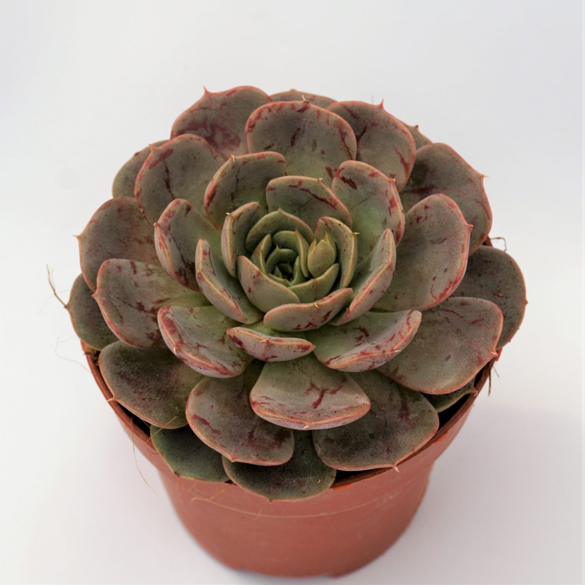 echeveria merriman hibrid