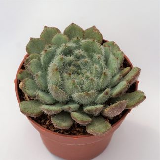 echeveria setosa