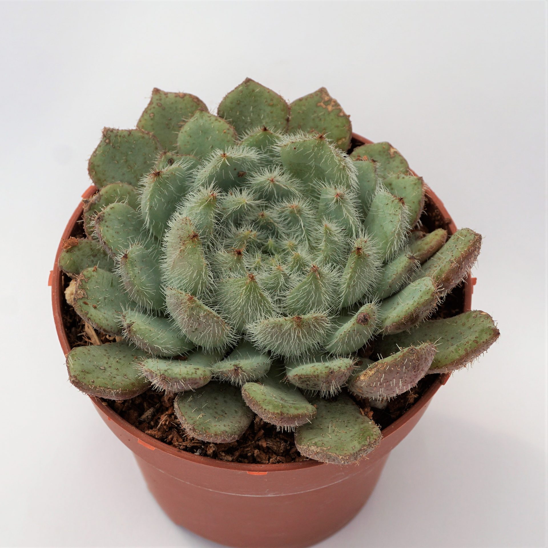 echeveria setosa