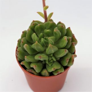 echeveria red lantern