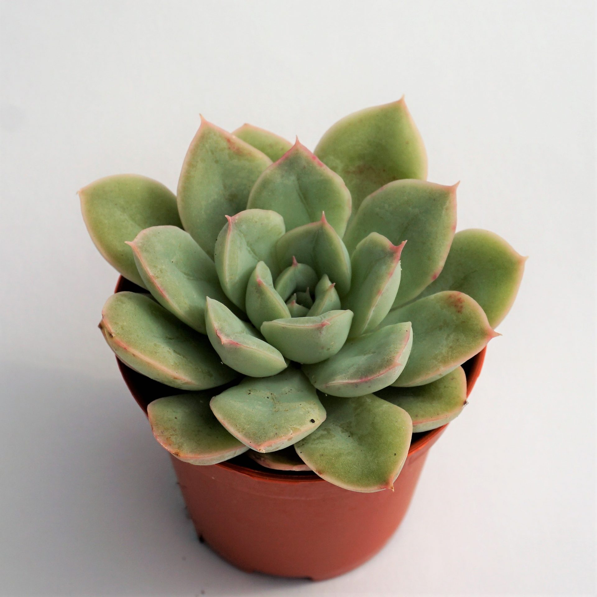 echeveria alfred
