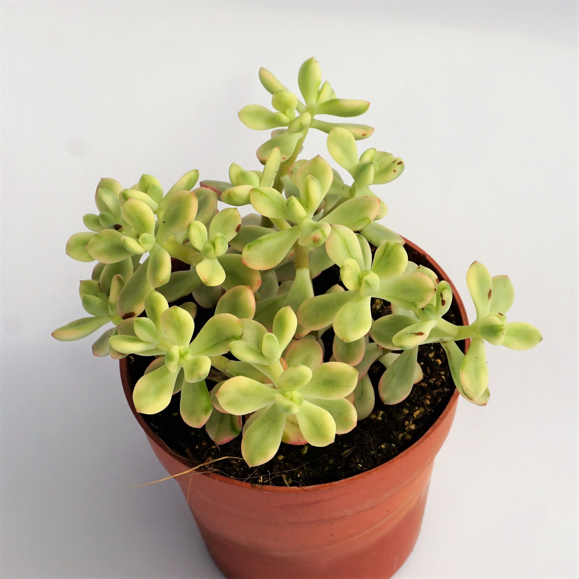 sedum mickey mouse jelly bean variegata