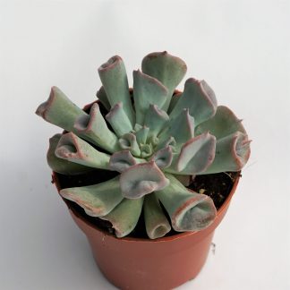 echeveria pig nose