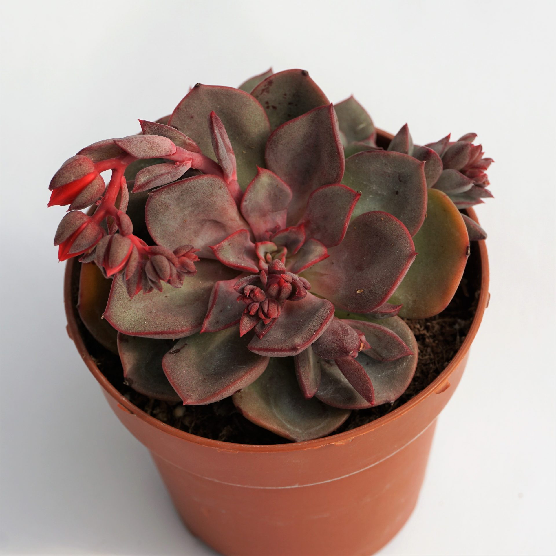 echeveria tamina