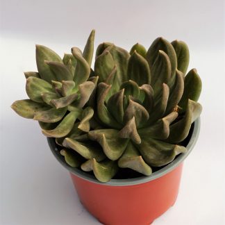 echeveria curve
