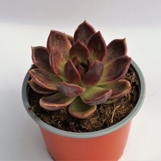 echeveria chocolate mousse