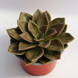 echeveria concrete jungle