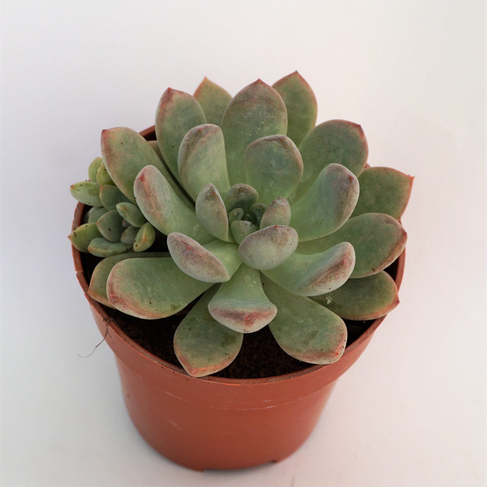 graptoveria black raccoon
