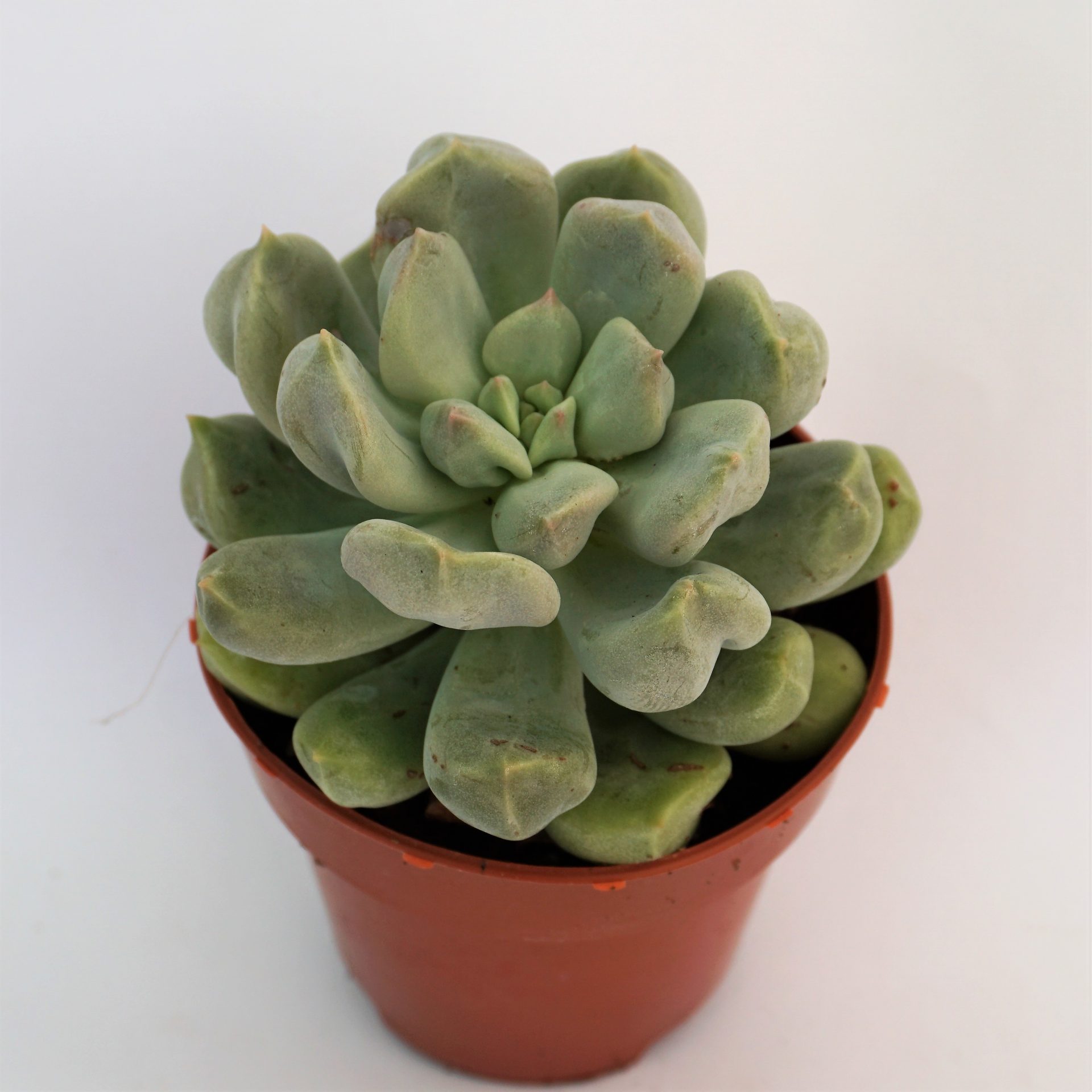 echeveria cream puff