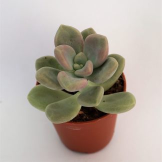 graptopetalum ellen